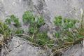 Euphorbia vallinoana